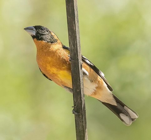 Male Blackheaded grosbeak