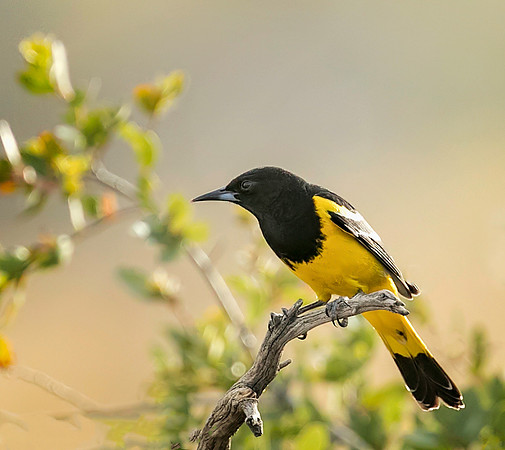 Scott's Oriole
