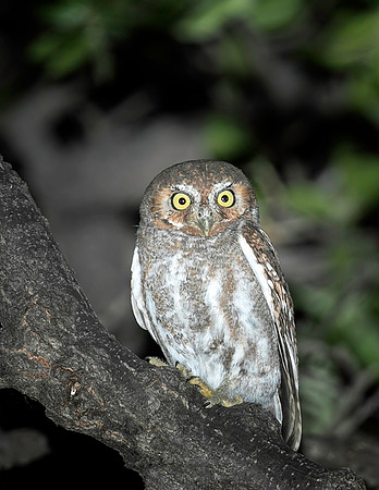 Elf Owl