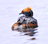 Horned Grebe