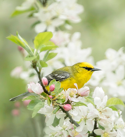 Blue-winged warbler