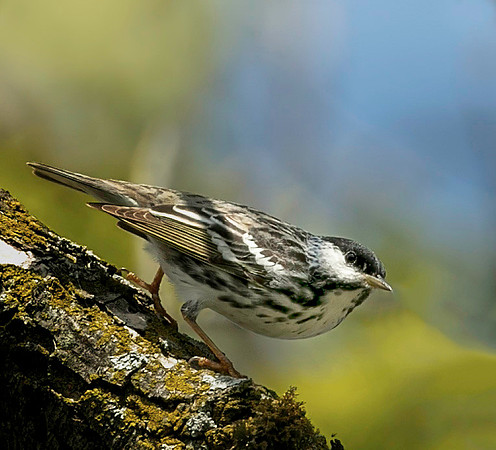 Blackpoll Warbler