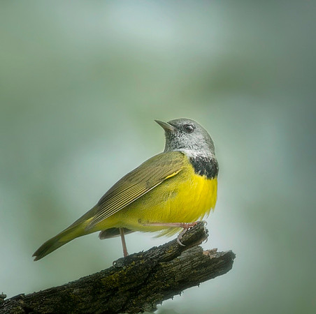 Mourning Warbler