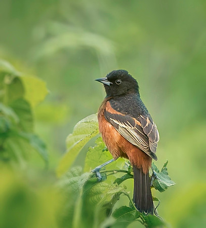 Orchard Oriole