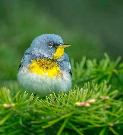 Northern Parula