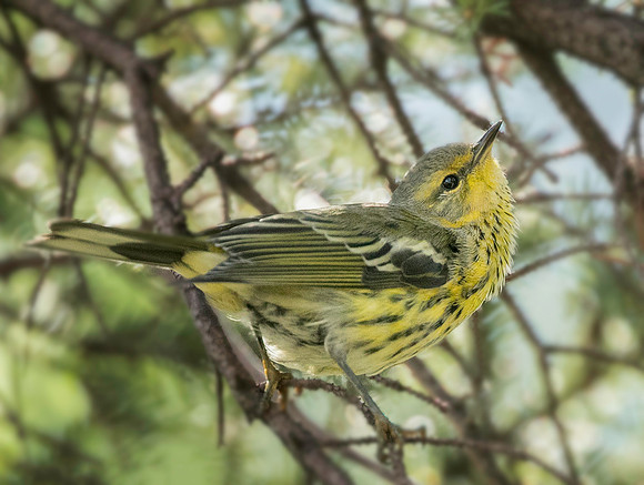 Cape May Warbler