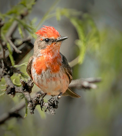 Immature Vermillion Flycatcher