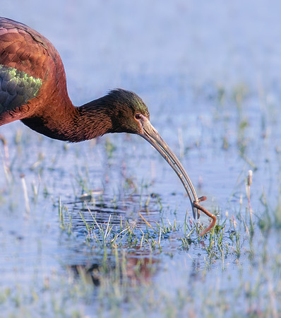 White-faced Ibis