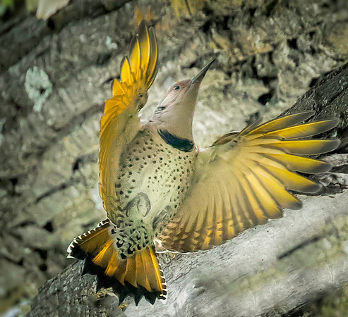 Northern Flicker
