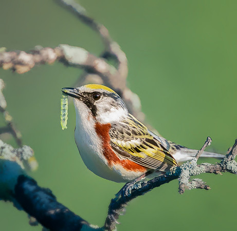 Chestnut-sided warbler