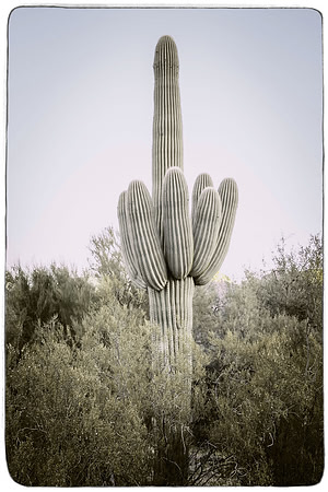 Arizona Cactus