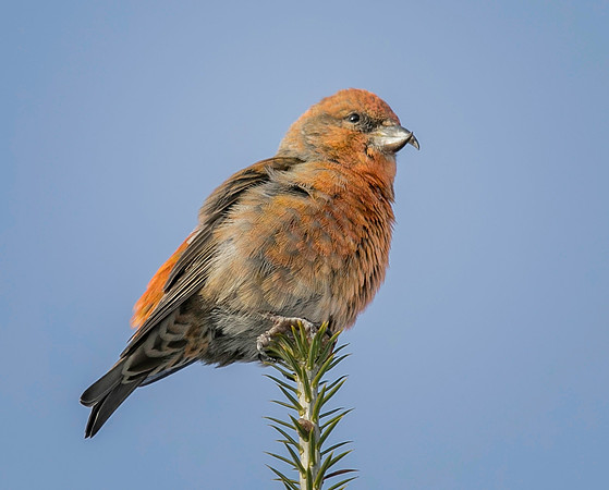 Juvenile Red Crossbill