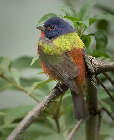 Painted Bunting