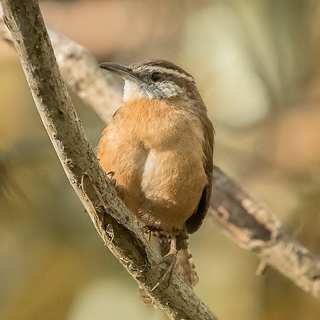 Carolina Wren