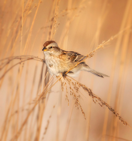 American Tree Sparrow
