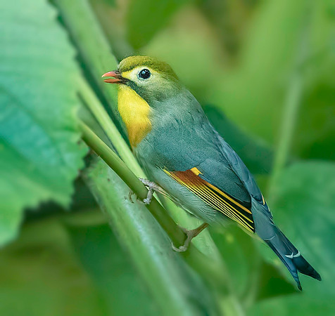 Red-billed Leiothrix