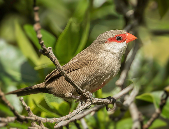 Common Waxbill