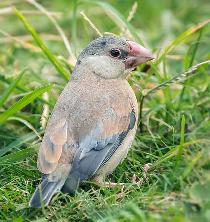 Immature Java Sparrow