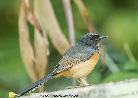 White rumped Shama