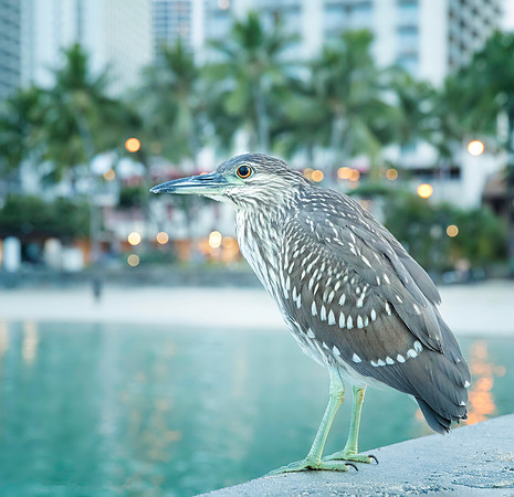 Juvenile Black-crowned Night-heron