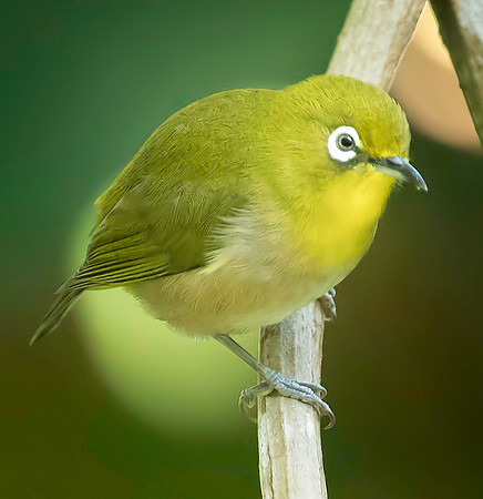Japanese White Eye