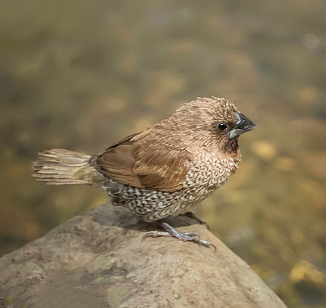 Scaly breasted Munia