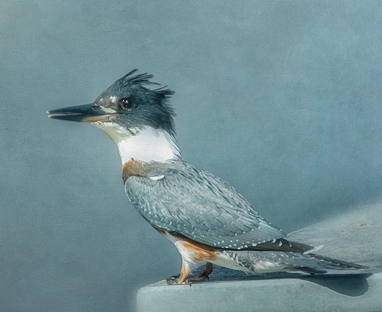 Belted Kingfisher