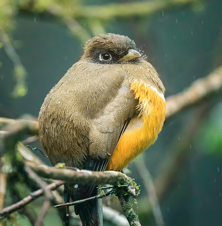 Orange-bellied Trogon