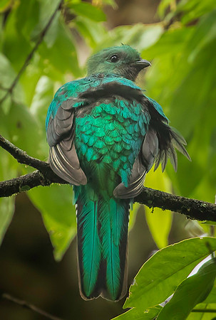 Female Resplendent Quetzal