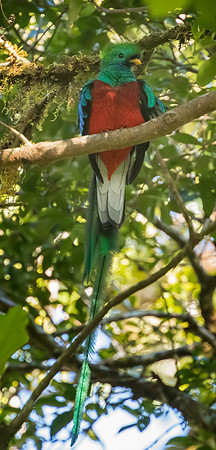 Male Resplendent Quetzal