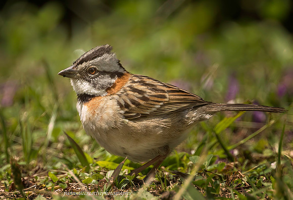 Rufous-collared sparrow