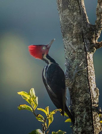 Pale-billed Woodpecker
