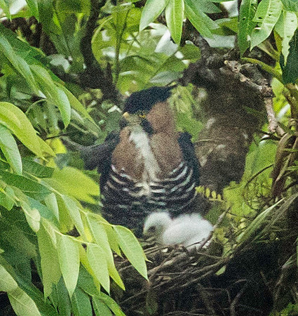 Ornate Hawk Eagle