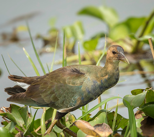 Juvenile Purple Gallinule