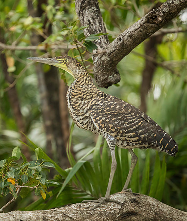 Tiger Heron
