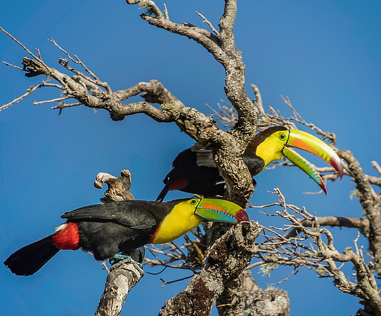 Keel-billed Toucan