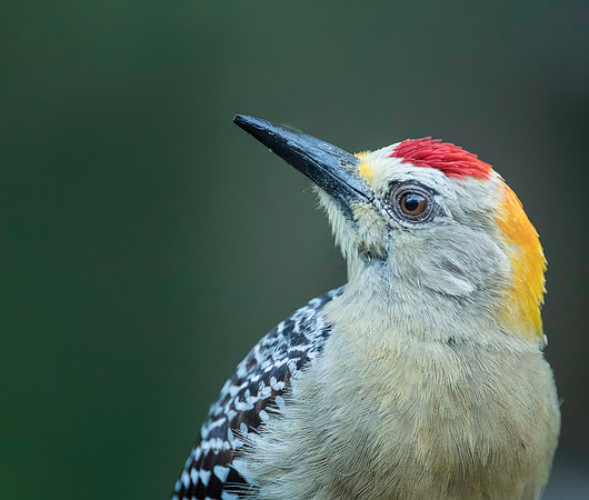 Hoffman's Woodpecker