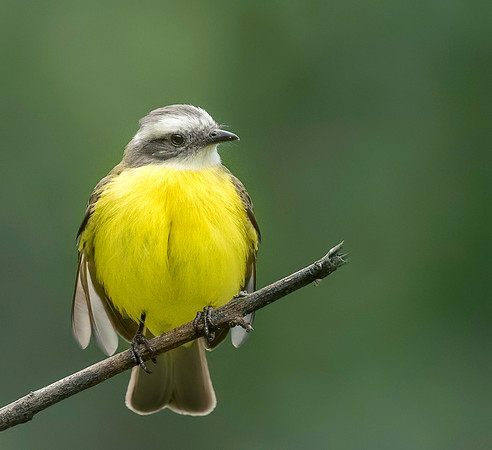 Social Flycatcher