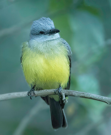 Tropical Kingbird