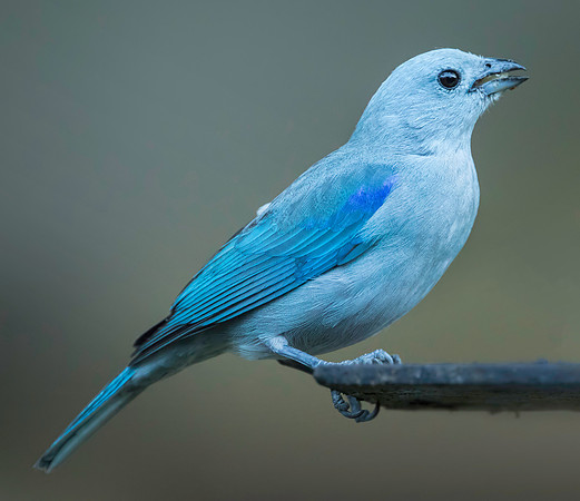 Blue Gray Tanager