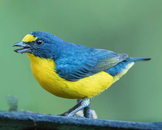 Yellow-throated Euphonia