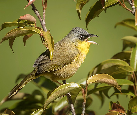 Gray-crowned Yellowthroat