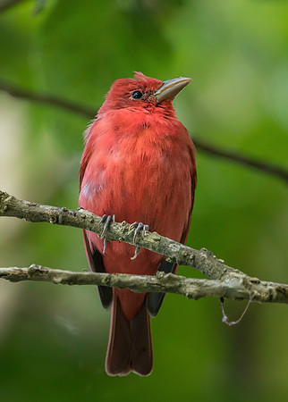 Summer Tanager