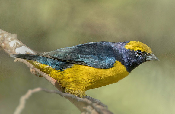 Yellow-crowned Euphonia