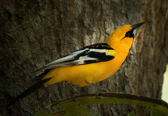 Streaked-backed Oriole
