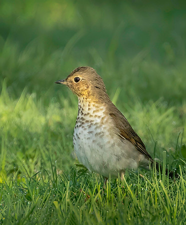 Swainson's Thrush