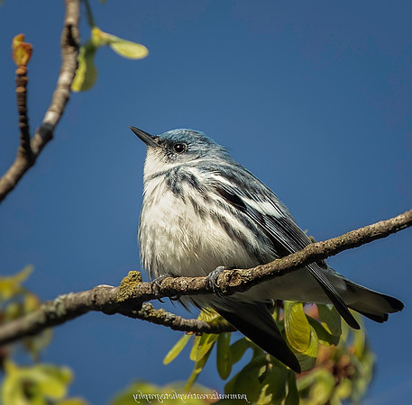 Cerulean Warbler