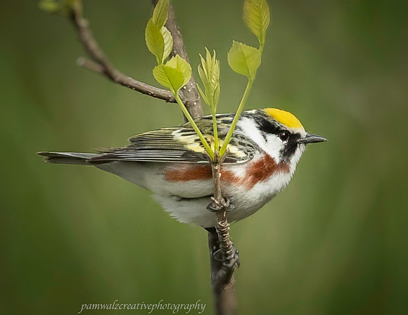 Chestnut-sided warbler