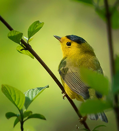 Wilson's warbler