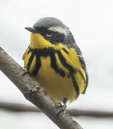 Magnolia warbler